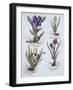 Variegated Dwarf Bearded Iris, Mauve Dwarf Bearded Iris, Cream Coloured Dward Bearded Iris, Blue Sw-German School-Framed Giclee Print