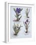 Variegated Dwarf Bearded Iris, Mauve Dwarf Bearded Iris, Cream Coloured Dward Bearded Iris, Blue Sw-German School-Framed Giclee Print