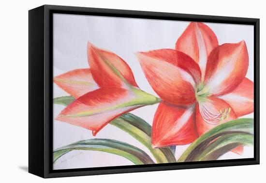 Variegated Lily, 2016-Margo Starkey-Framed Stretched Canvas