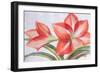 Variegated Lily, 2016-Margo Starkey-Framed Giclee Print