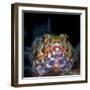 Variegated lizardfish, Bismarck Sea, Vitu Islands, West New Britain, Papua New Guinea-Bert Willaert-Framed Photographic Print