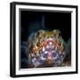 Variegated lizardfish, Bismarck Sea, Vitu Islands, West New Britain, Papua New Guinea-Bert Willaert-Framed Photographic Print