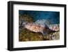 Variegated Lizardfish (Synodus Variegatus)-Reinhard Dirscherl-Framed Photographic Print