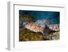 Variegated Lizardfish (Synodus Variegatus)-Reinhard Dirscherl-Framed Photographic Print