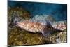 Variegated Lizardfish (Synodus Variegatus)-Reinhard Dirscherl-Mounted Photographic Print