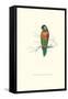 Variegated Parakeet - Trichoglossus Versicolor-Edward Lear-Framed Stretched Canvas