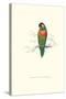 Variegated Parakeet - Trichoglossus Versicolor-Edward Lear-Stretched Canvas