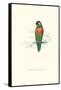 Variegated Parakeet - Trichoglossus Versicolor-Edward Lear-Framed Stretched Canvas