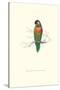 Variegated Parakeet - Trichoglossus Versicolor-Edward Lear-Stretched Canvas