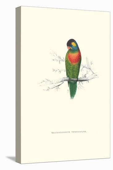 Variegated Parakeet - Trichoglossus Versicolor-Edward Lear-Stretched Canvas