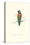 Variegated Parakeet - Trichoglossus Versicolor-Edward Lear-Stretched Canvas