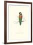 Variegated Parakeet - Trichoglossus Versicolor-Edward Lear-Framed Art Print