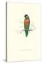 Variegated Parakeet - Trichoglossus Versicolor-Edward Lear-Stretched Canvas