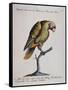 Variegated Parrot from Brazil (Psittacus Variegatus Brasiliensis)-null-Framed Stretched Canvas