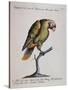 Variegated Parrot from Brazil (Psittacus Variegatus Brasiliensis)-null-Stretched Canvas