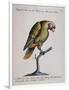 Variegated Parrot from Brazil (Psittacus Variegatus Brasiliensis)-null-Framed Giclee Print