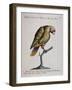 Variegated Parrot from Brazil (Psittacus Variegatus Brasiliensis)-null-Framed Giclee Print