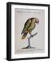 Variegated Parrot from Brazil (Psittacus Variegatus Brasiliensis)-null-Framed Giclee Print