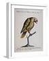 Variegated Parrot from Brazil (Psittacus Variegatus Brasiliensis)-null-Framed Giclee Print