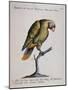 Variegated Parrot from Brazil (Psittacus Variegatus Brasiliensis)-null-Mounted Giclee Print