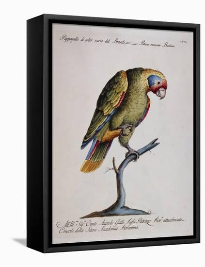 Variegated Parrot from Brazil (Psittacus Variegatus Brasiliensis)-null-Framed Stretched Canvas