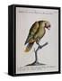 Variegated Parrot from Brazil (Psittacus Variegatus Brasiliensis)-null-Framed Stretched Canvas