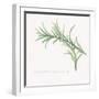 Variegated Rosemary-Chris Paschke-Framed Art Print