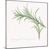 Variegated Rosemary-Chris Paschke-Mounted Art Print