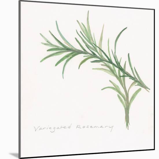 Variegated Rosemary-Chris Paschke-Mounted Art Print