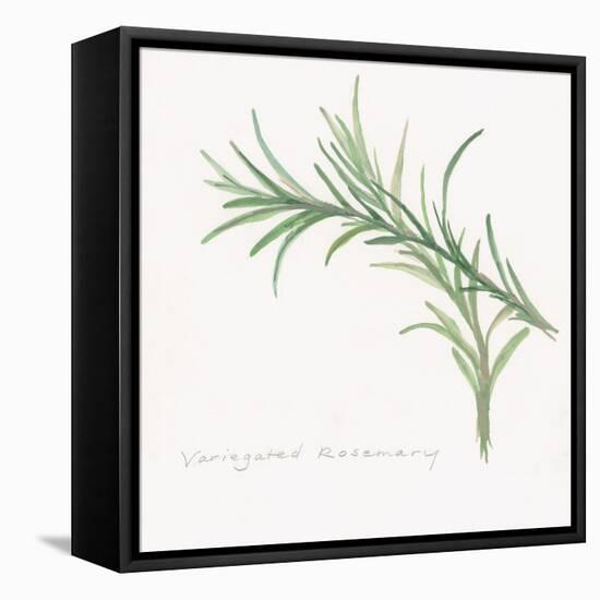 Variegated Rosemary-Chris Paschke-Framed Stretched Canvas