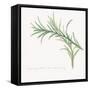 Variegated Rosemary-Chris Paschke-Framed Stretched Canvas