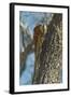Variegated Squirrel Gathering Nest Material in Tree-Rob Francis-Framed Photographic Print