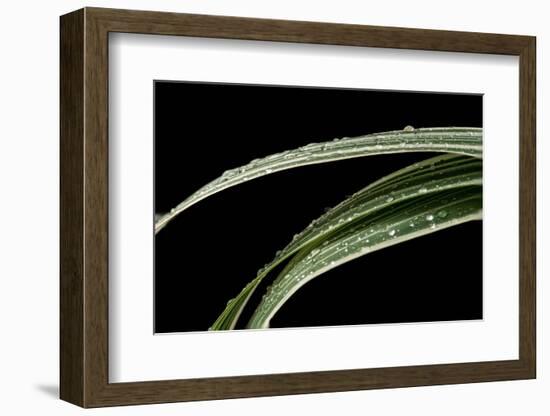 Variegated Sweet Flag-Steve Gadomski-Framed Photographic Print