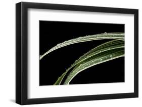 Variegated Sweet Flag-Steve Gadomski-Framed Photographic Print