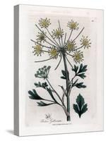 Variete Umbellifere Producing Resin Gum - Lovage-Leaved Bubon, Bubon Galbanum. Handcoloured Copperp-James Sowerby-Stretched Canvas