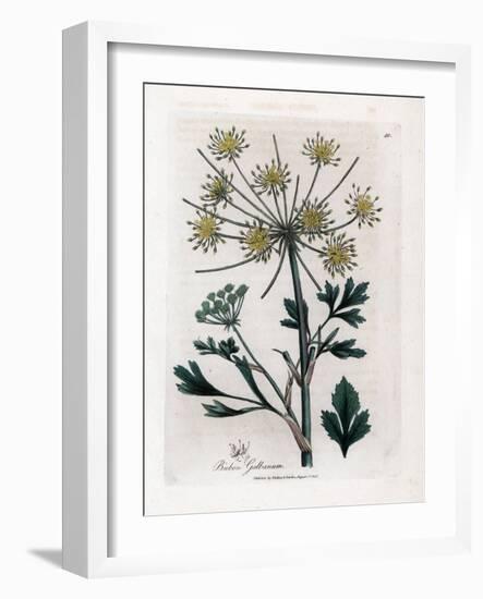 Variete Umbellifere Producing Resin Gum - Lovage-Leaved Bubon, Bubon Galbanum. Handcoloured Copperp-James Sowerby-Framed Giclee Print