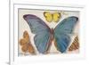 Varieties of Butterfly-null-Framed Premium Giclee Print