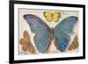 Varieties of Butterfly-null-Framed Premium Giclee Print