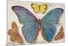 Varieties of Butterfly-null-Mounted Premium Giclee Print