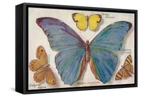 Varieties of Butterfly-null-Framed Stretched Canvas