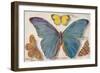 Varieties of Butterfly-null-Framed Art Print