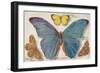 Varieties of Butterfly-null-Framed Art Print