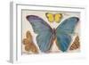 Varieties of Butterfly-null-Framed Art Print