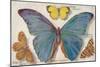 Varieties of Butterfly-null-Mounted Art Print