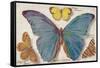 Varieties of Butterfly-null-Framed Stretched Canvas