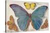 Varieties of Butterfly-null-Stretched Canvas