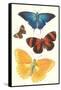 Varieties of Butterfly-null-Framed Stretched Canvas