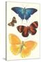 Varieties of Butterfly-null-Stretched Canvas