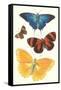 Varieties of Butterfly-null-Framed Stretched Canvas