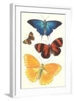 Varieties of Butterfly-null-Framed Art Print